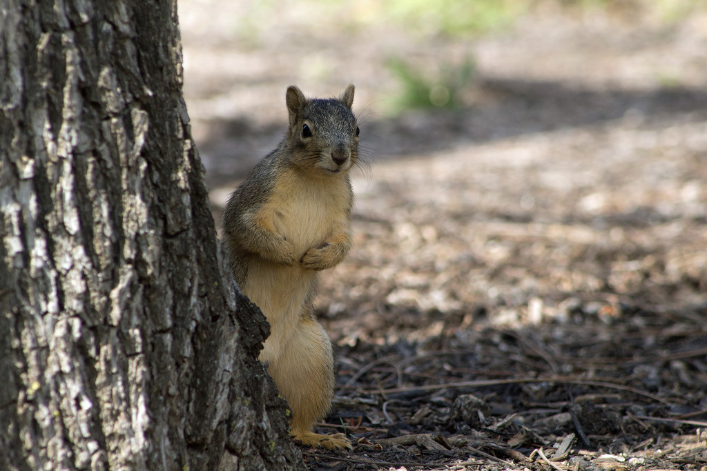 Peek-A-Boo Squirrel by gaylewood