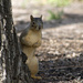 Peek-A-Boo Squirrel by gaylewood
