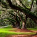 Oaks at Boone Hall Plantation - Charleston by ggshearron