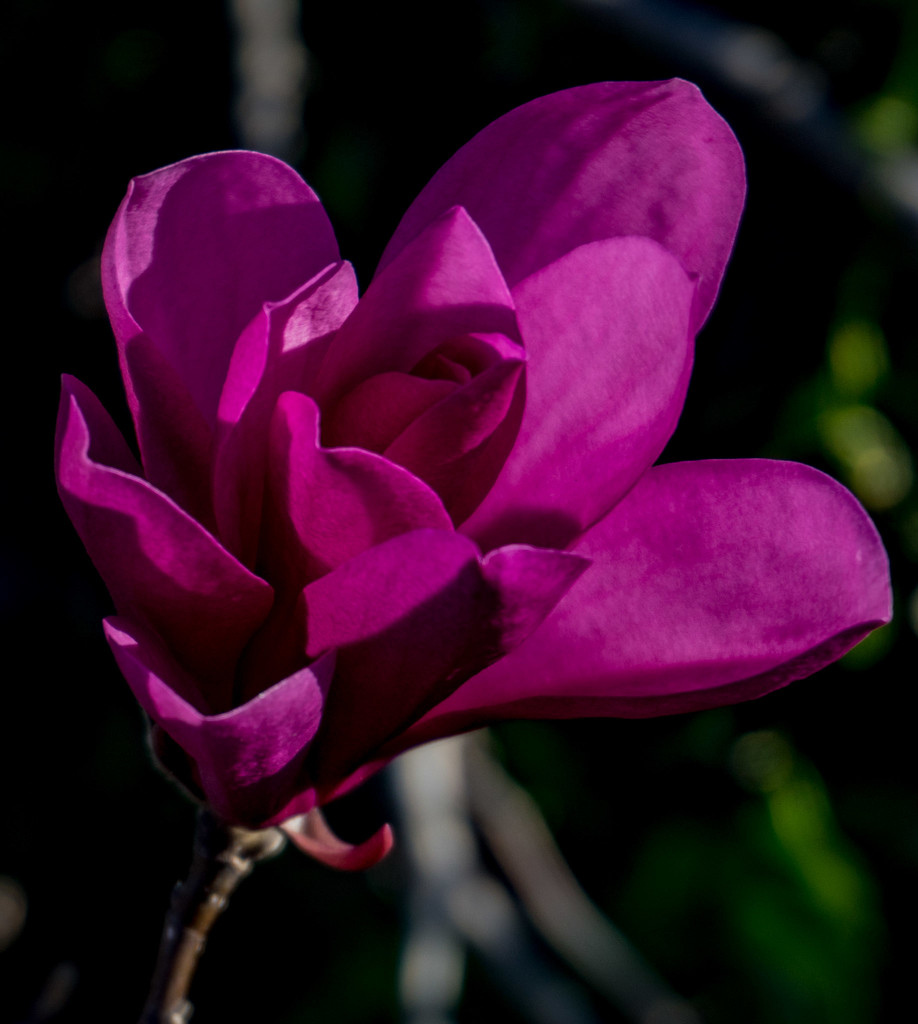 Tulip Magnolia by randystreat