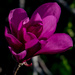 Tulip Magnolia by randystreat