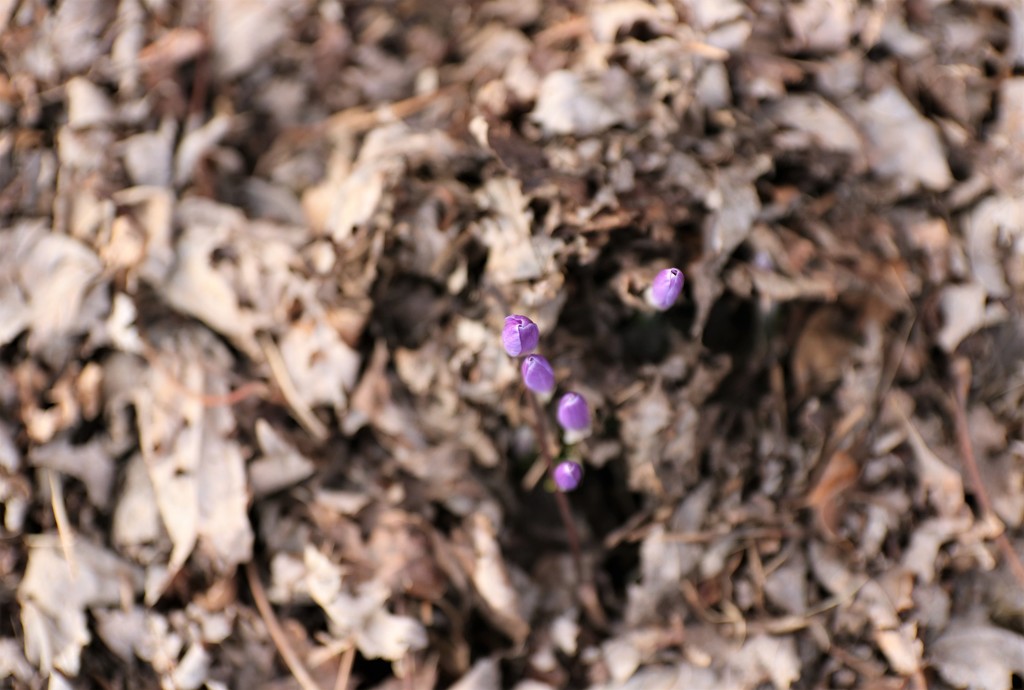 purple peek by edorreandresen