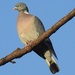 Wood Pigeon by oldjosh