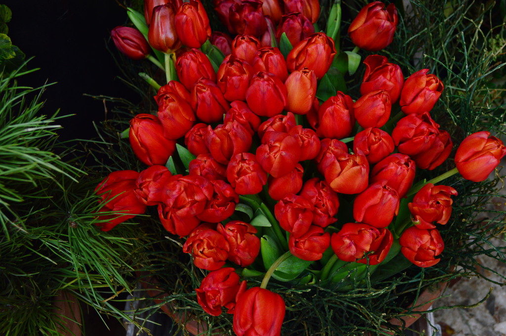 Red Tulips March 5 by caterina