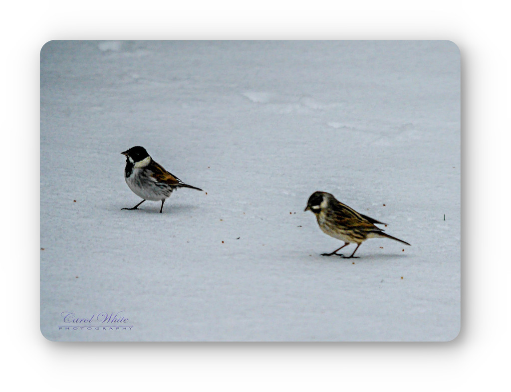 Reed Bunting In The Snow by carolmw