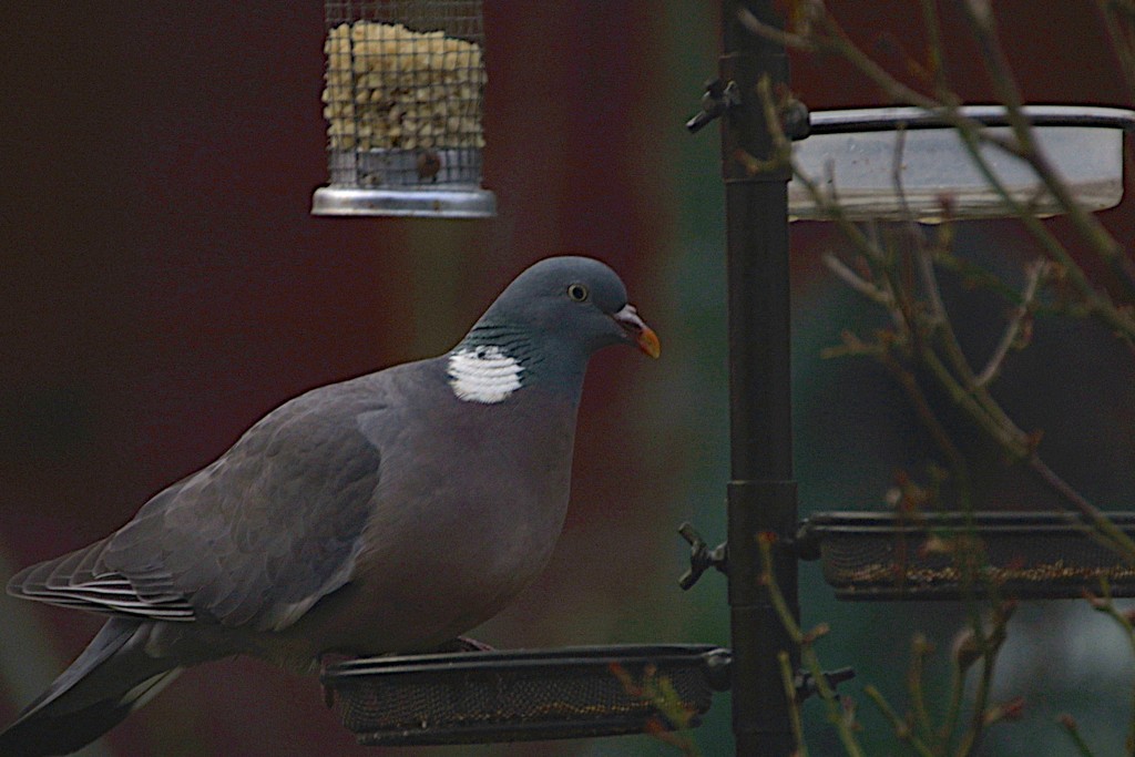 Pigeon Feeding by davemockford