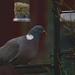 Pigeon Feeding by davemockford