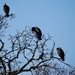 3 Faux Buzzards, sittin’ in a tree! by louannwarren