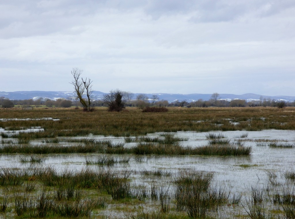 Most of the snow has gone from the Somerset Levels but there's still a fair bit on the Blackdown Hills in the distance.   The wetlands are doing their bit absorbing the thaw water to avoid flooding of towns and villages. by julienne1