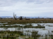 5th Mar 2018 - Most of the snow has gone from the Somerset Levels but there's still a fair bit on the Blackdown Hills in the distance.   The wetlands are doing their bit absorbing the thaw water to avoid flooding of towns and villages.