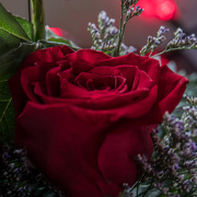 5th Mar 2018 - Red Rose