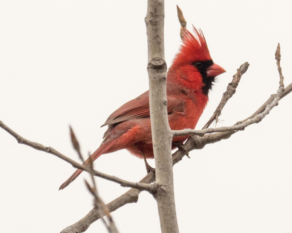 Northern Cardinal in a tree by rminer