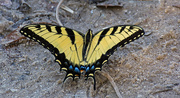 5th Mar 2018 - Eastern Tiger Swallowtail Butterfly!
