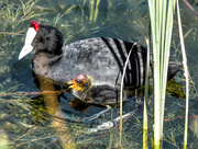 6th Mar 2018 - Red knobbed Coot and her chick .....