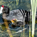 Red knobbed Coot and her chick ..... by ludwigsdiana