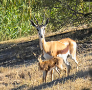 6th Mar 2018 - This little baby Springbuck ...
