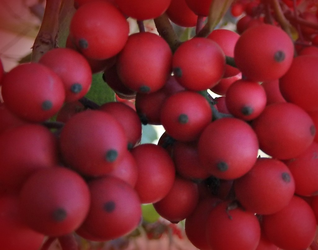 RED berries by homeschoolmom