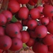 RED berries by homeschoolmom