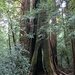 Redwoods by harbie