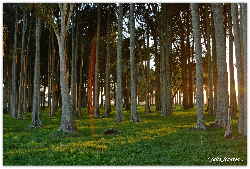 First light on The Kahikatea's by julzmaioro