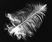 6th Mar 2018 - X-ray Feather