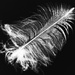 X-ray Feather by onewing