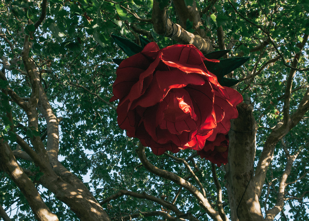 Red flower in a tree by brigette