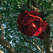 Red flower in a tree by brigette