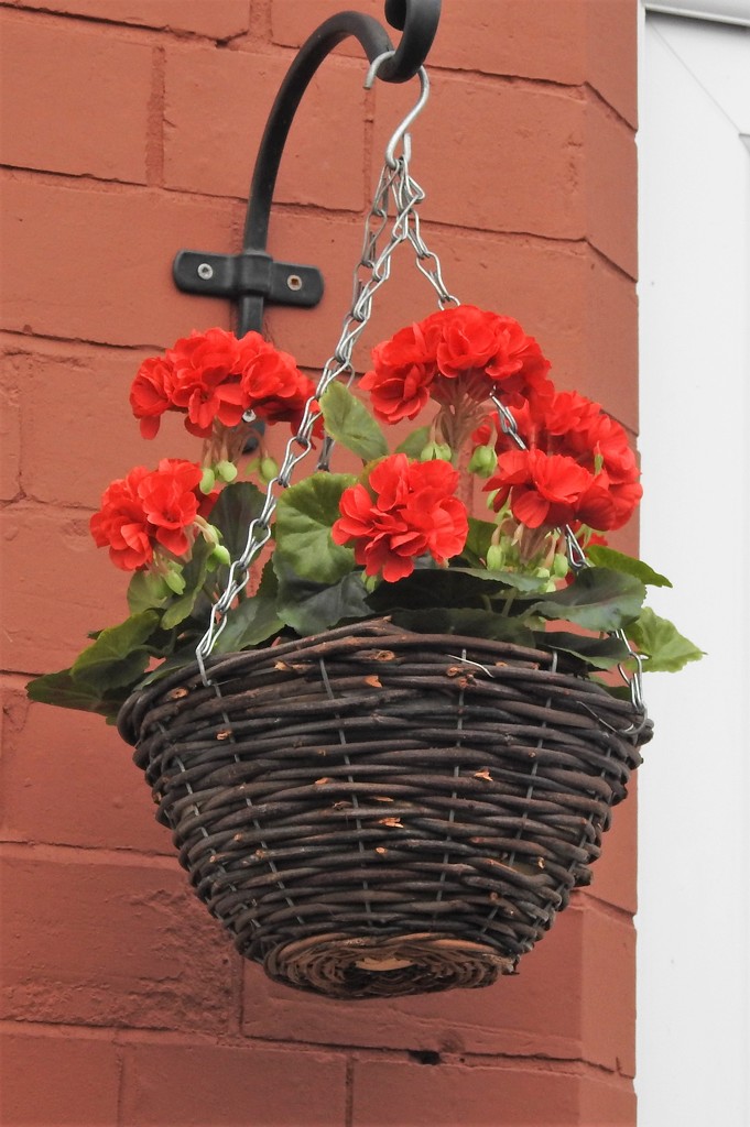 Hanging Basket by oldjosh