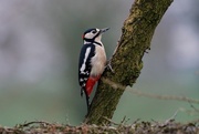 6th Mar 2018 - GREAT SPOTTED WOODPECKER