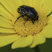 Vacuum Cleaning Beetle by evalieutionspics