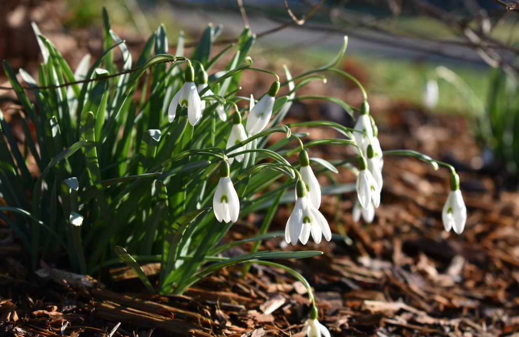 Sunny Day Snowdrops  by alophoto