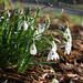 Sunny Day Snowdrops  by alophoto