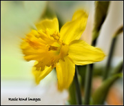 6th Mar 2018 - A host of golden daffodils