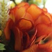 Orange flowers by mittens