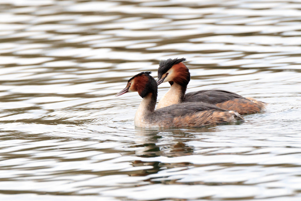 Great Crested Grebe-pair by padlock