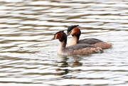 6th Mar 2018 - Great Crested Grebe-pair