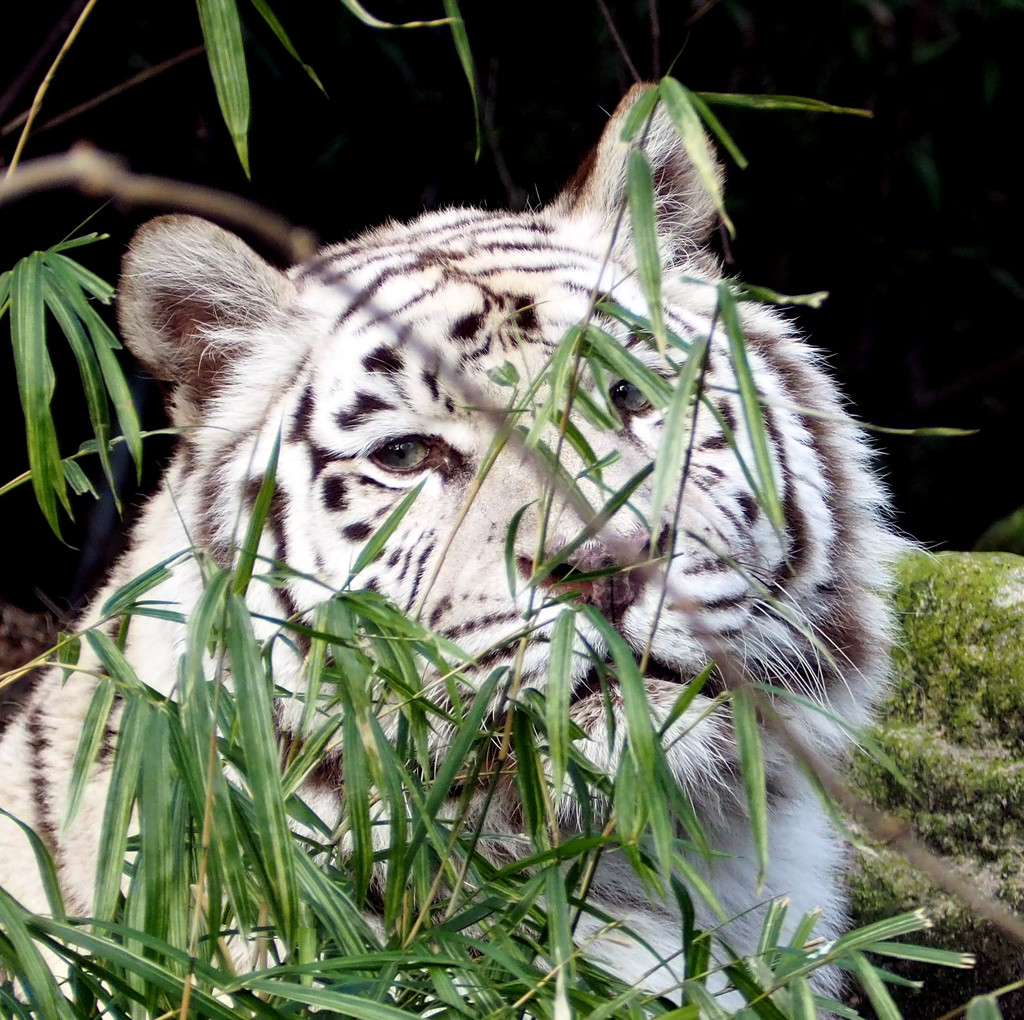 White tiger by jacqbb