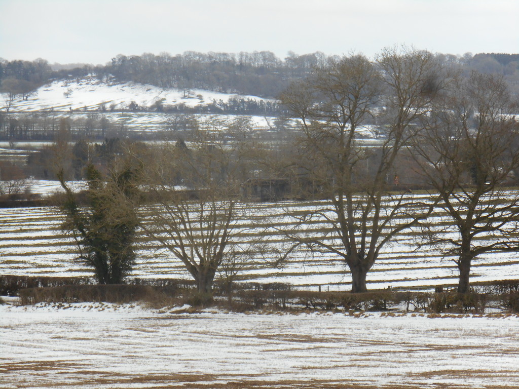snowy ridge and furrow field by snowy