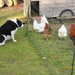 Storm on chicken watch ... by snowy