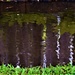 Reflections in a Rain Puddle ~ by happysnaps
