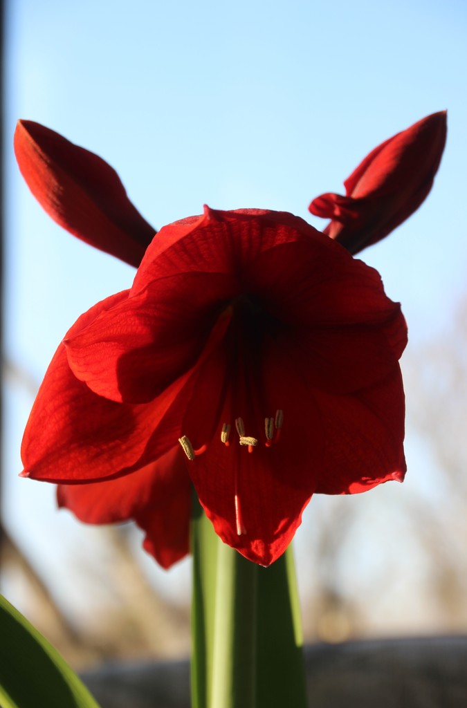 Amaryllis With Ears? by bjchipman