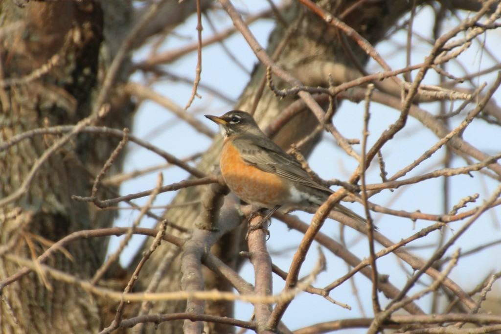 First Robin  by bjchipman