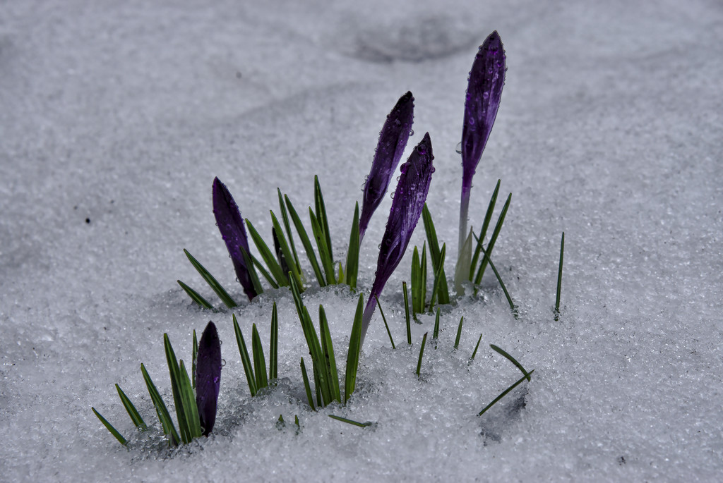 Crocuses after The Beast From The East by phil_howcroft
