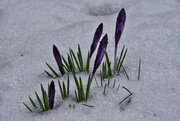 5th Mar 2018 - Crocuses after The Beast From The East