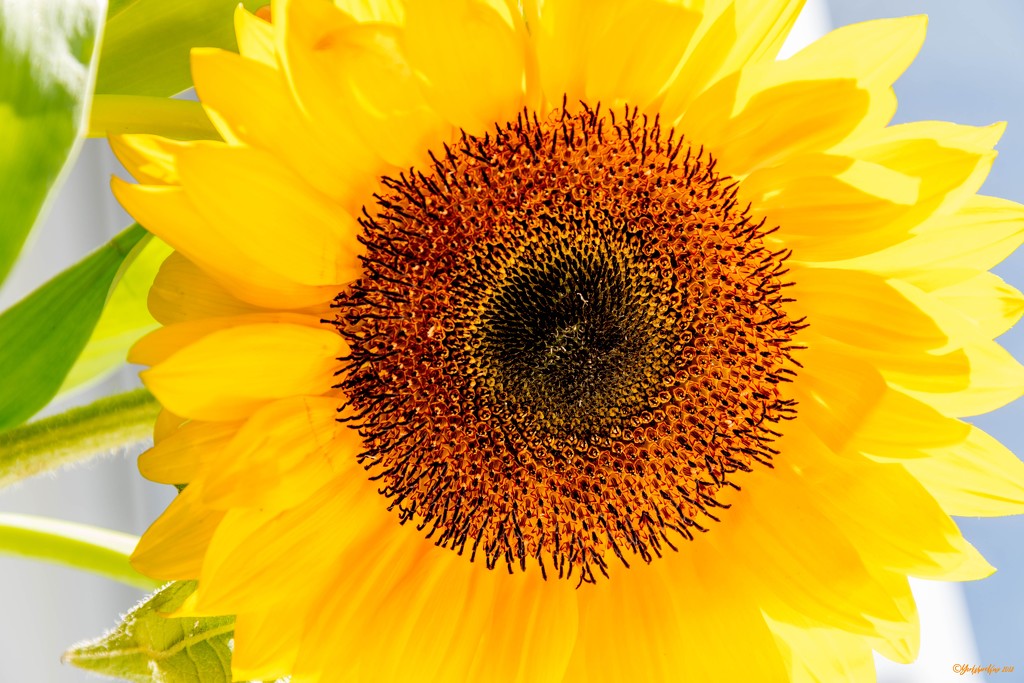Sunflower by yorkshirekiwi