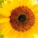 Sunflower by yorkshirekiwi