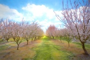 5th Mar 2018 - Almond Orchard 