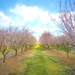Almond Orchard  by joysfocus