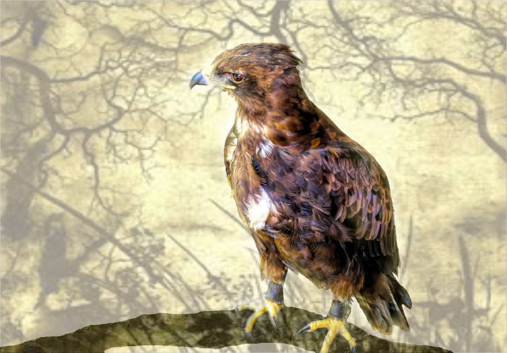 Wahlberg's Eagle.... by ludwigsdiana